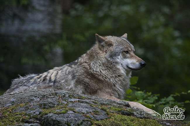 Wolf